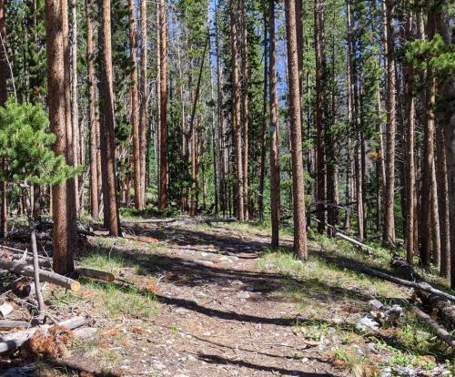 A serene forest path lined with tall trees and scattered rocks, bathed in sunlight.