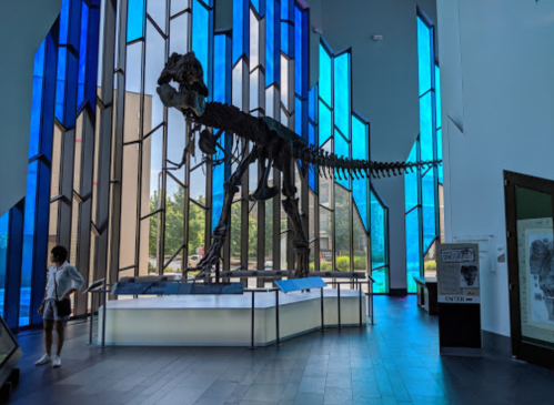 A dinosaur skeleton displayed in a modern museum with colorful stained glass windows in the background.
