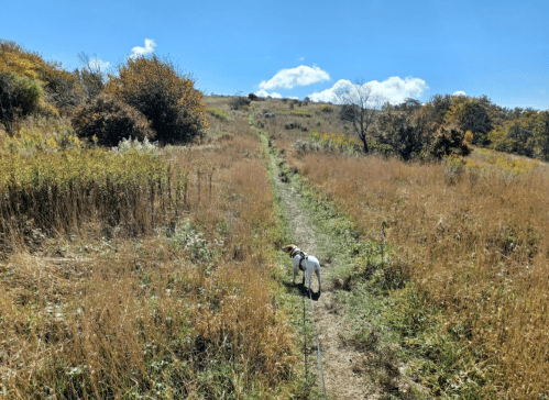 A dog on a leash stands on a grassy path surrounded by autumn foliage under a clear blue sky.