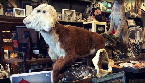 A taxidermy display featuring a dog-like creature in a quirky shop filled with various curiosities and artifacts.