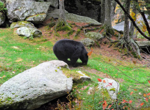 A black bear forages on green grass near large rocks and trees in a forested area.