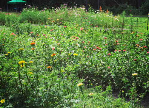 A vibrant garden filled with colorful flowers, including zinnias, surrounded by greenery and a tent in the background.