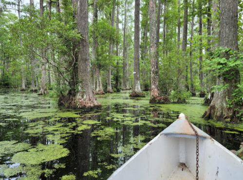 A boat glides through a lush, green swamp filled with cypress trees and floating vegetation.
