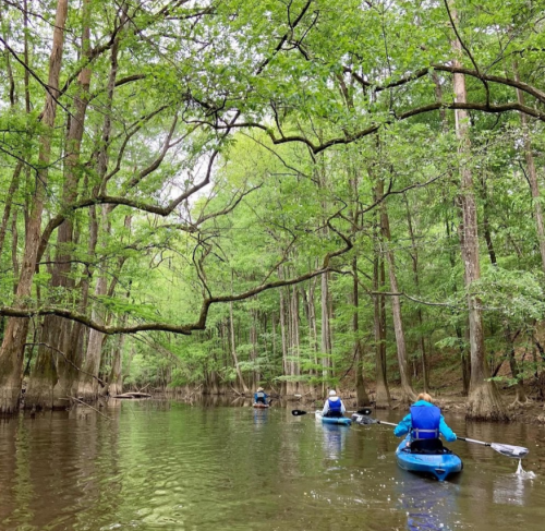 Three kayakers paddle through a serene, tree-lined river surrounded by lush greenery.