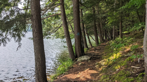 A serene lakeside path lined with tall trees and lush greenery, reflecting calm water on one side.