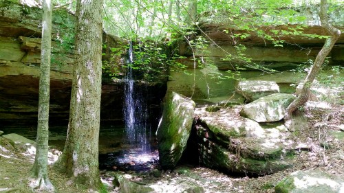 A serene forest scene featuring a small waterfall cascading over rocks, surrounded by lush green foliage.