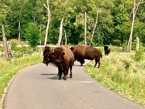 A group of bison standing on a winding road surrounded by greenery and trees.