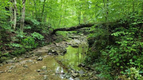 A serene forest scene with a shallow stream, smooth stones, and a fallen tree surrounded by lush green foliage.