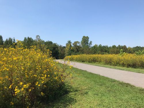 A sunny path lined with vibrant yellow wildflowers and greenery under a clear blue sky.