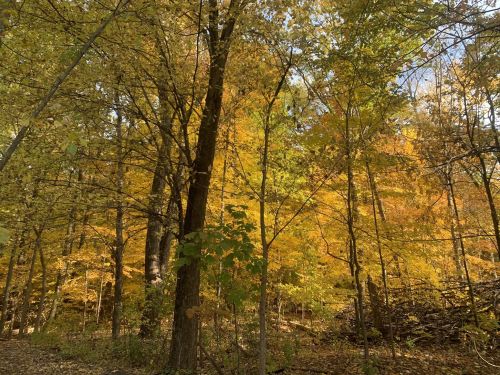 A vibrant forest scene with trees displaying autumn foliage in shades of yellow and orange.