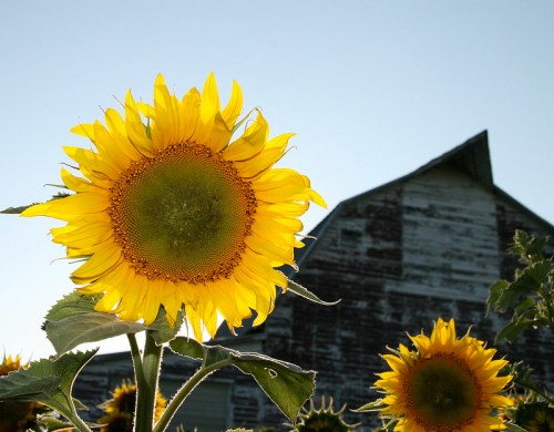 A vibrant sunflower in the foreground with a rustic barn in the background under a clear blue sky.