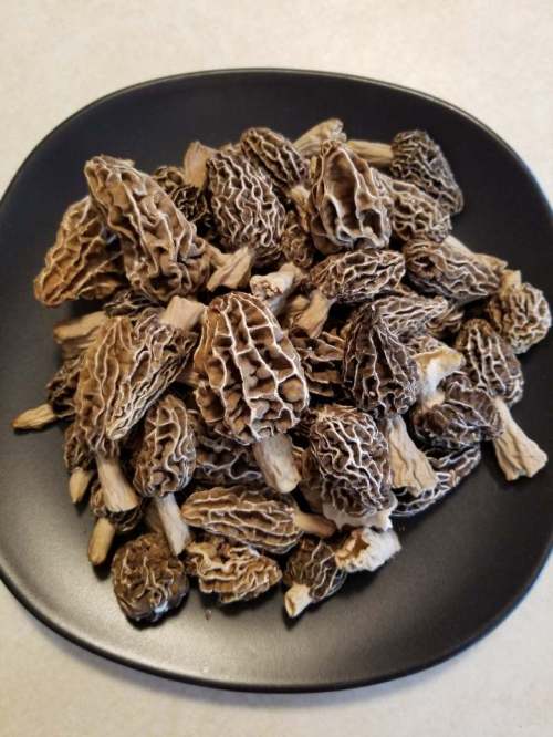 A black plate filled with a pile of dried morel mushrooms, showcasing their unique, textured shapes.