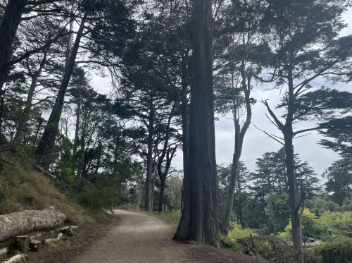 A winding dirt path through a dense forest with tall trees and lush greenery under a cloudy sky.