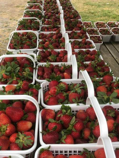 Baskets filled with fresh, ripe strawberries arranged neatly on a table outdoors.