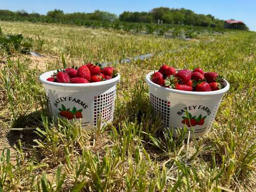 Two baskets filled with fresh strawberries sit on grassy ground, with a field in the background.