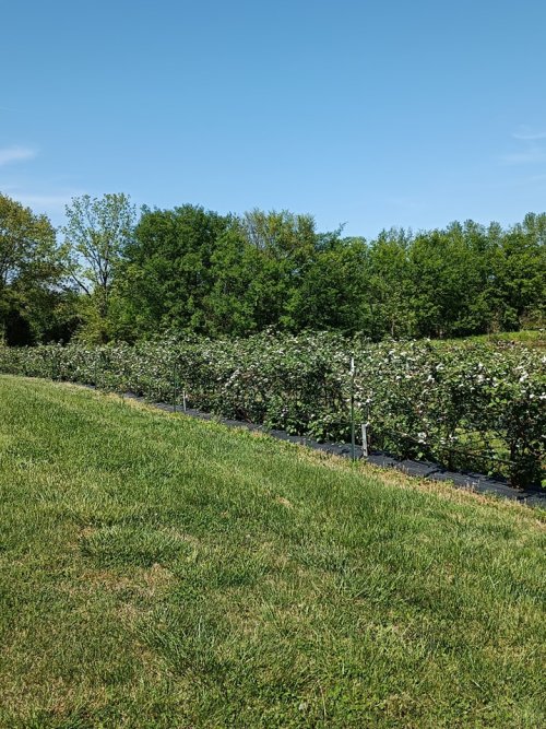 A lush green field with a row of bushes under a clear blue sky, surrounded by trees in the background.