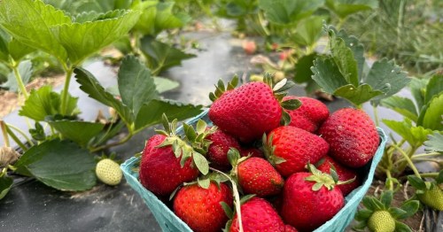 A basket filled with fresh, ripe strawberries surrounded by green strawberry plants.