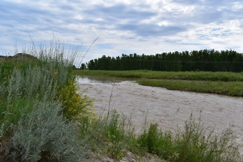 A serene river flows through a green landscape, bordered by tall grasses and trees under a cloudy sky.