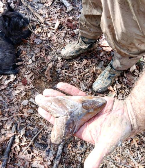 A person holds a large fossilized shark tooth in a wooded area, with a small dog nearby.