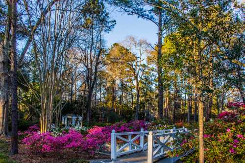 A serene garden scene with vibrant pink flowers, tall trees, and a wooden bridge under a clear blue sky.