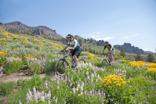 Two mountain bikers ride through a vibrant field of wildflowers on a sunny day in a mountainous landscape.