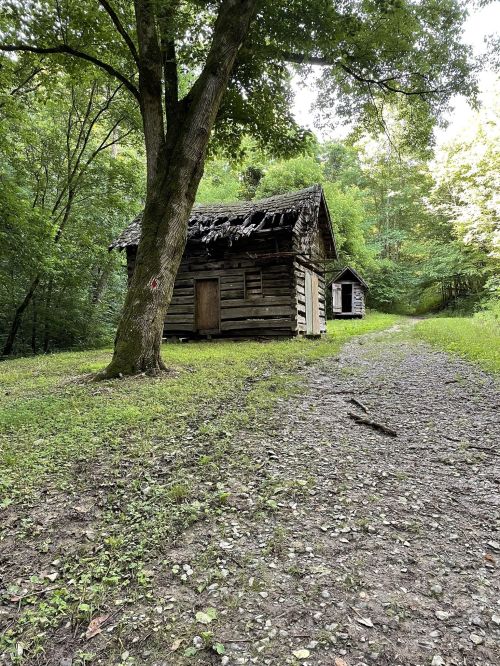 A weathered wooden cabin surrounded by lush greenery and a gravel path leading into the woods.