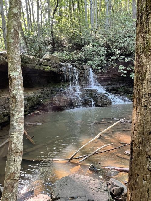 A serene forest scene featuring a small waterfall cascading into a calm pool, surrounded by lush greenery and trees.