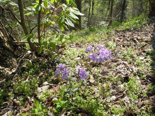 A cluster of purple flowers blooming among green foliage and fallen leaves in a wooded area.