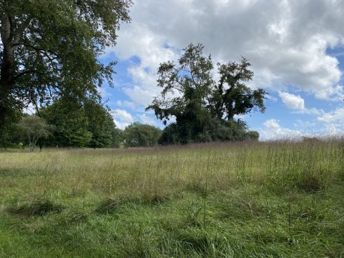 A grassy field under a partly cloudy sky, with trees in the background and a serene, natural landscape.
