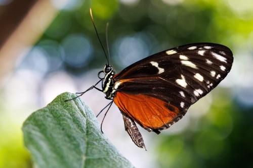 A close-up of a butterfly with orange and black wings perched on a green leaf, set against a blurred background.