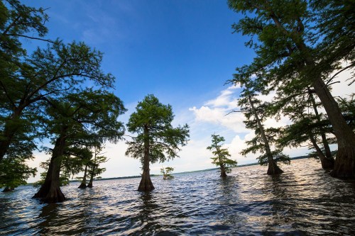 Cypress trees rise from calm waters under a blue sky with scattered clouds, creating a serene natural landscape.
