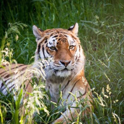 A close-up of a tiger resting in tall green grass, showcasing its striking orange and black stripes.