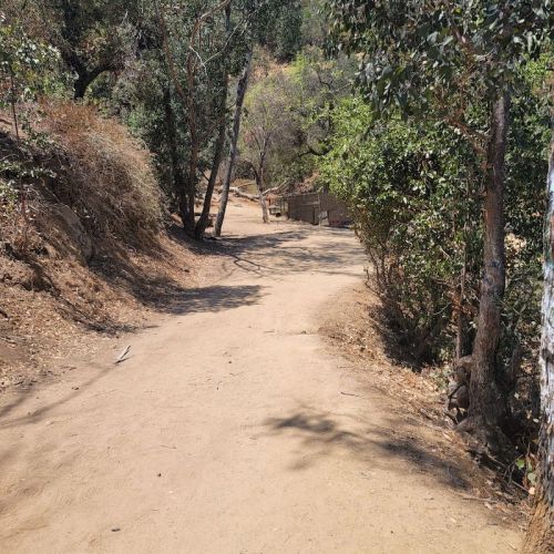 A dirt path winding through a wooded area with trees and shrubs on either side.
