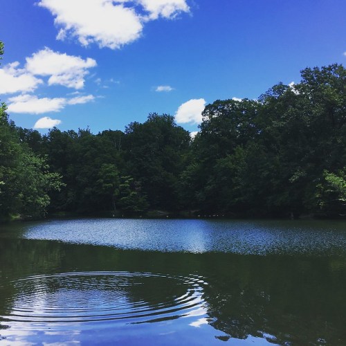 A serene lake surrounded by lush green trees under a bright blue sky with fluffy white clouds.