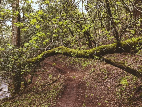 A winding dirt path through a lush, green forest with moss-covered branches overhead.