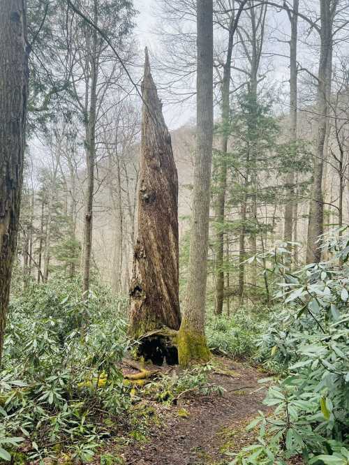 A tall, jagged tree stump stands in a forest, surrounded by greenery and other trees on a misty day.