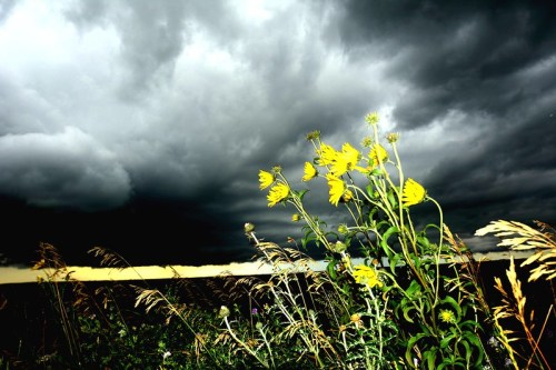 A field of yellow flowers stands against a dramatic sky filled with dark, looming clouds.