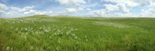 A panoramic view of a lush green field dotted with white flowers under a bright blue sky with fluffy clouds.