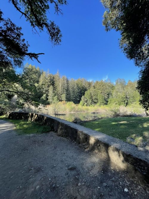 A serene landscape featuring a clear blue sky, lush green trees, and a calm pond surrounded by nature.