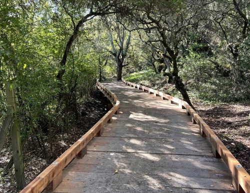 A wooden pathway winds through a lush, green forest under a clear blue sky.