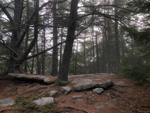 A misty forest scene with tall trees, rocky ground, and a serene, tranquil atmosphere.
