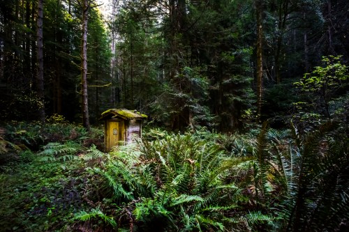 A small, moss-covered shed surrounded by lush ferns and tall trees in a dense forest.