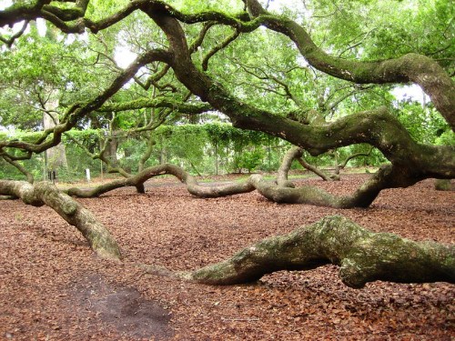 A forest scene featuring twisted tree branches over a carpet of brown leaves.