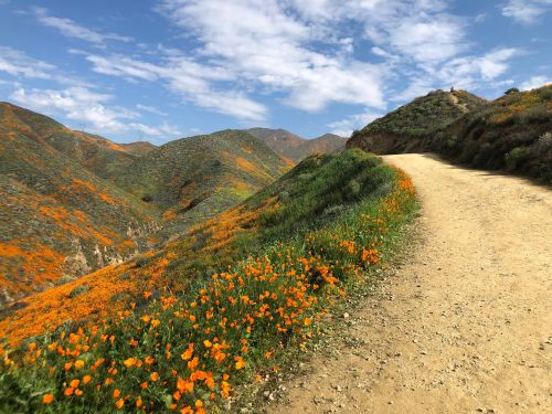 A dirt path winds through vibrant orange poppy fields and rolling green hills under a blue sky with scattered clouds.