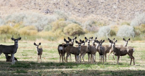 A group of deer stands in a grassy field, surrounded by trees and hills in the background.