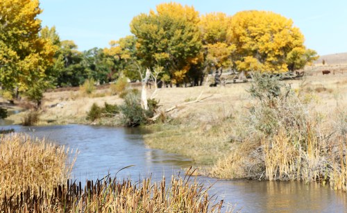 A serene river flows through a landscape of golden autumn trees and tall grasses under a clear blue sky.