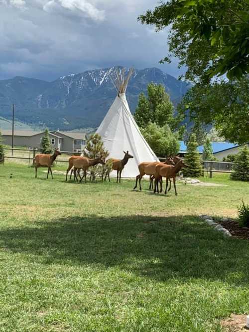 A group of deer grazing near a teepee, with mountains and cloudy skies in the background.