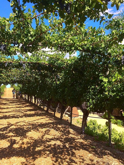 A sunlit vineyard with rows of grapevines casting shadows on a dirt path, under a blue sky with scattered clouds.