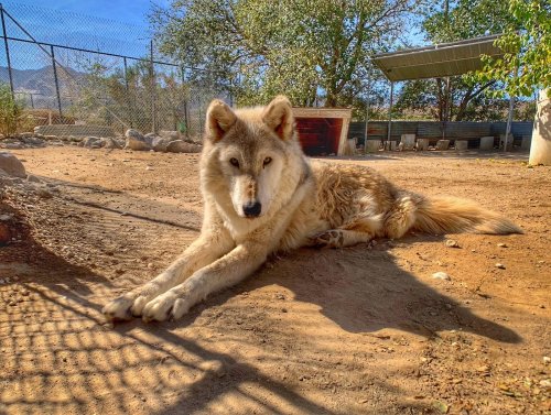 A light-colored wolf lying on the ground in a sunny outdoor enclosure, surrounded by trees and a fence.