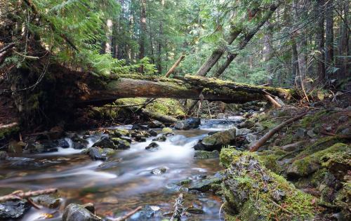 A serene forest scene featuring a flowing stream, moss-covered rocks, and a fallen tree amidst lush greenery.